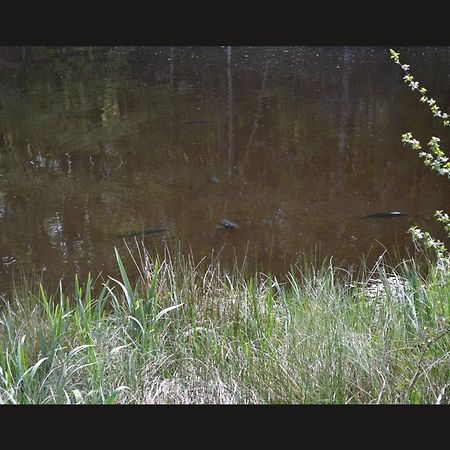 Cabane Limousine Au Bord D'Un Etang Bonnac-la-Côte Exteriér fotografie